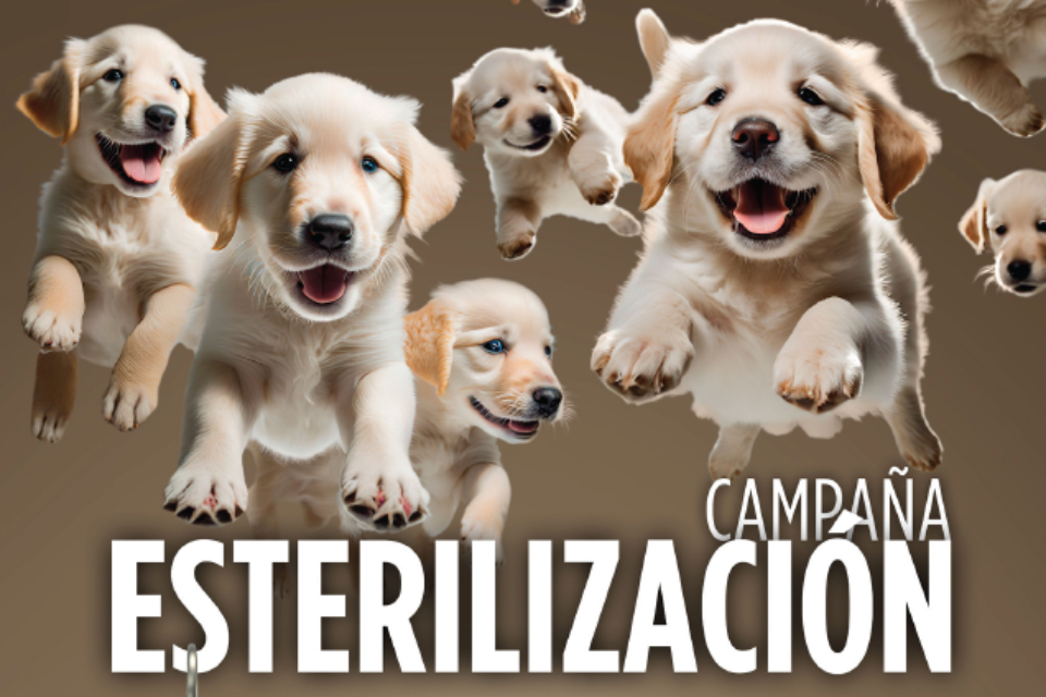 Campaña de Esterilización de Wecan