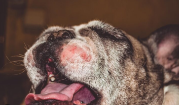 Formación Dermatología. Parte II: Casos clínicos interactivos de alergia