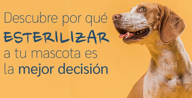 Campaña de esterilización Wecan 2025