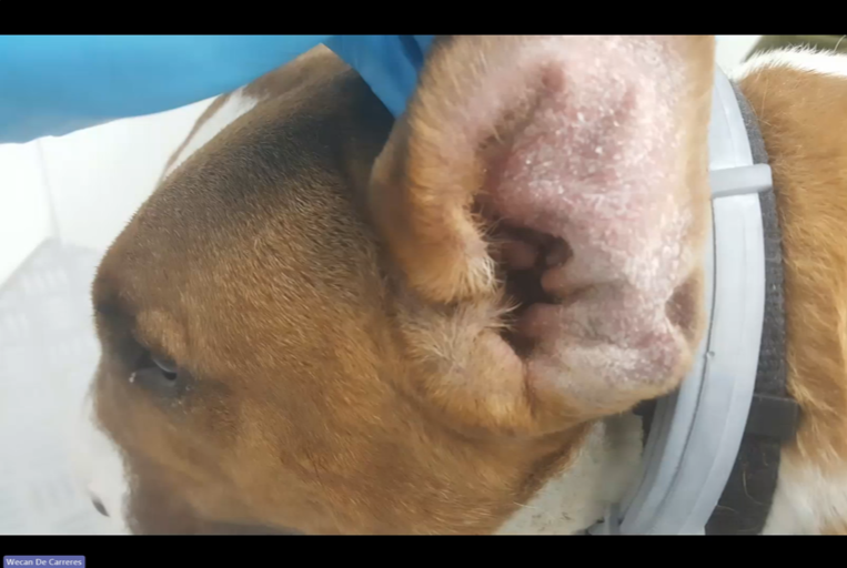Otitis en perros. Diseñando un tratamiento a medida para cada caso