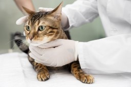 Formación continuada de Oncología: Parte II