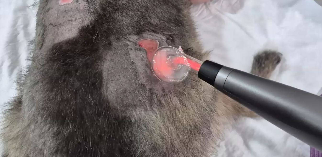 Plasma atmosférico frío: Petcellpen. Una revolución en dermatología