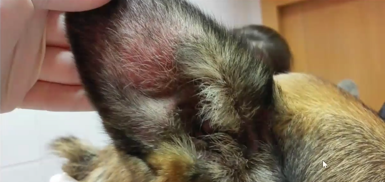 Formación Dermatología. Parte I: Manejo del paciente alérgico