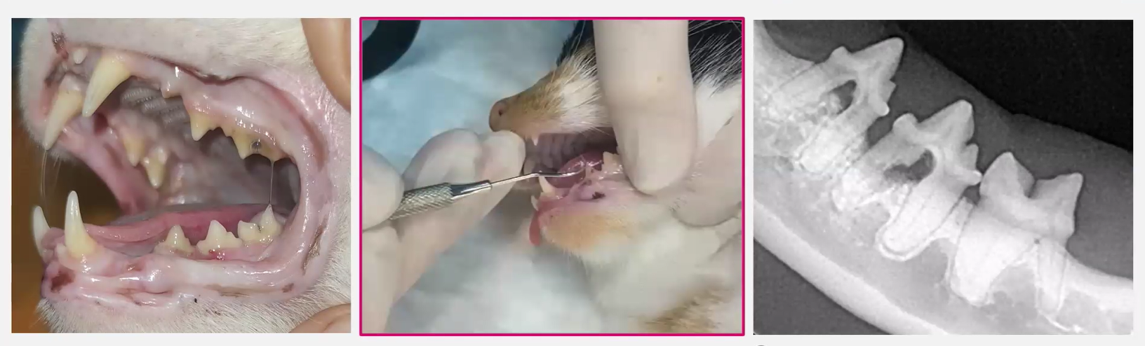 Viaje dental felino. De la consulta al manejo en casa.