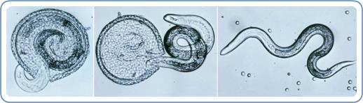 Antiparasitarios y vacunas de ZOETIS