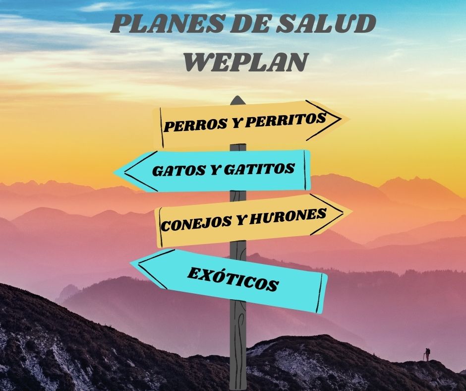 Reunión de Gerentes: Explicación  WePlanes