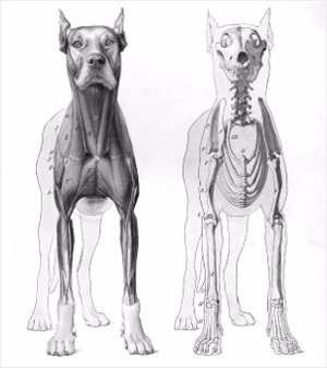 Consulta de traumatología para los no traumatólogos