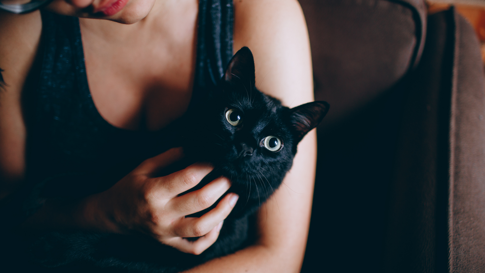 Comportamiento felino: manejo del gato en casa