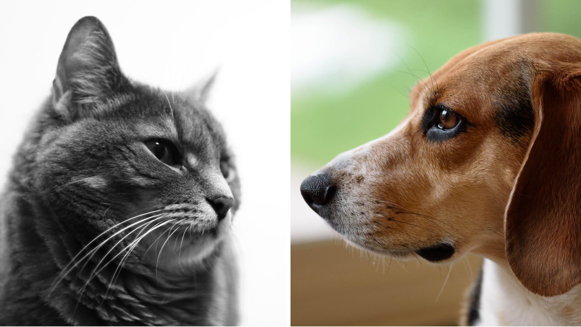 Diabetes Mellitus felina vs canina