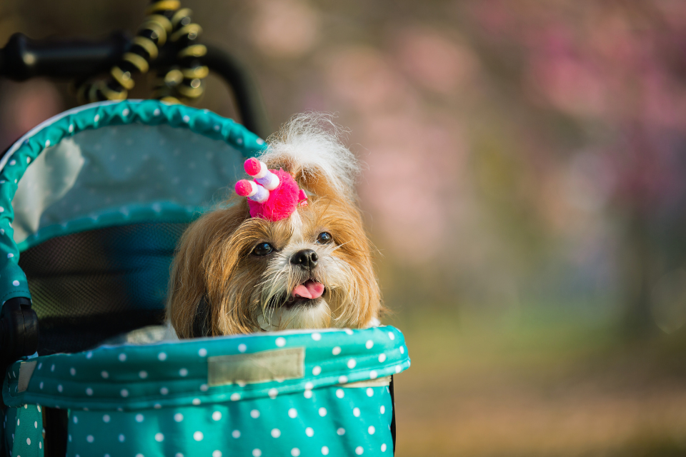 Mi perro es mi hijo: ¿Tenemos que hacer algo los veterinarios?