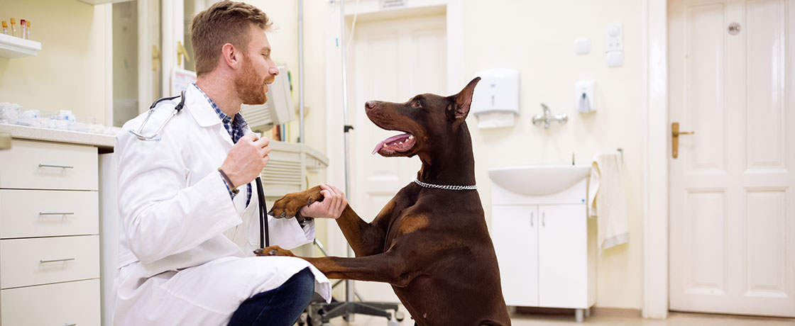Medicina veterinaria basada en hechos