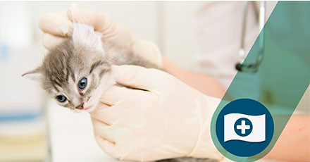 Medicina preventiva Wecan